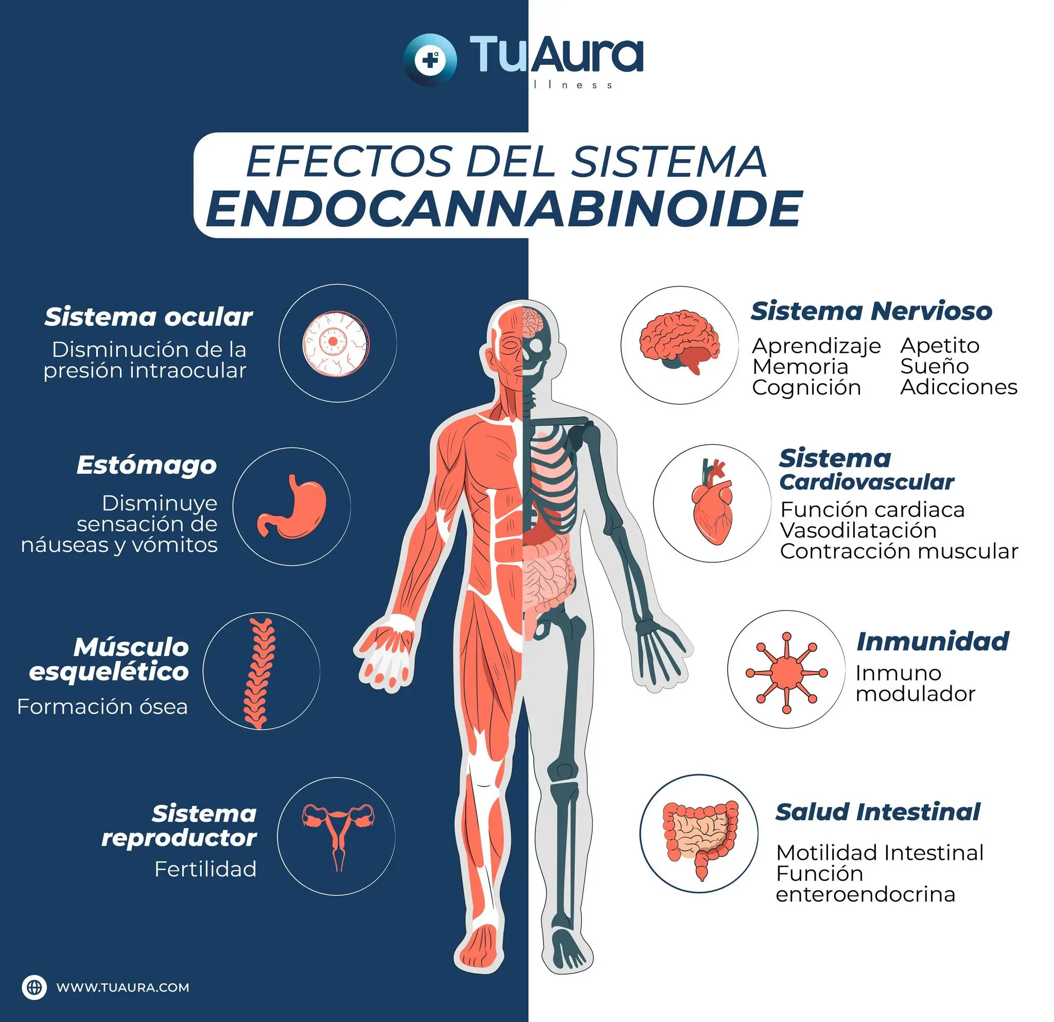Esquema de los efectos del sistema endocannabinoide