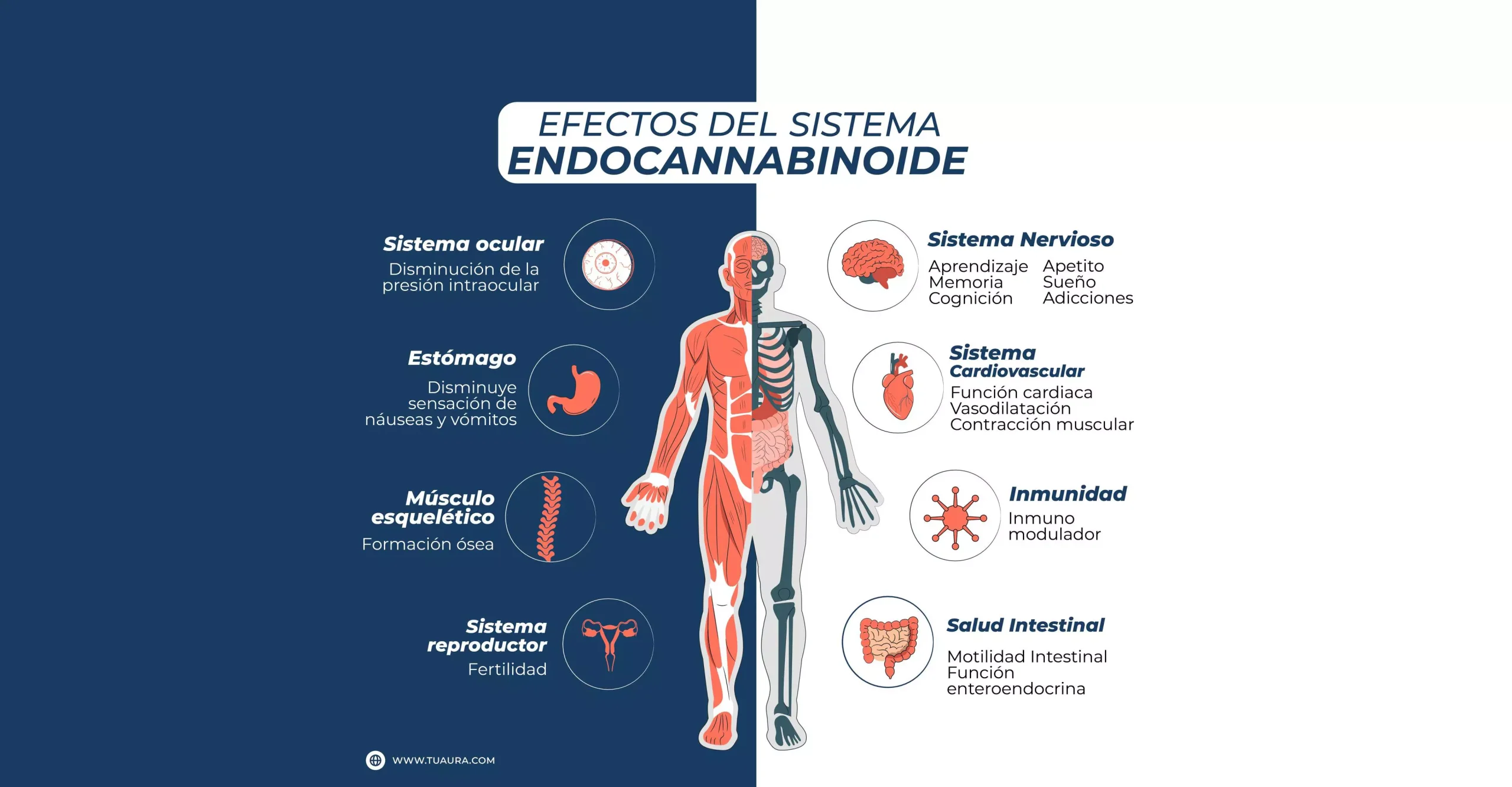 Infografia de los efectos del sistema endocannabinoide