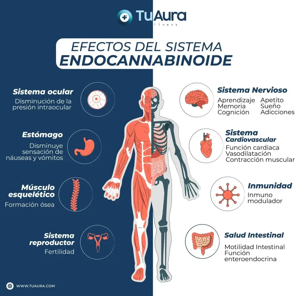 Efectos del Sistema Endocannabinoide